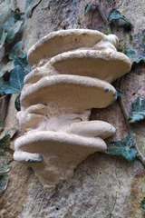 Trametes gibbosa