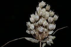 Allium convallarioides