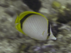 Chaetodon selene