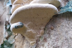 Trametes gibbosa