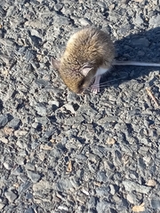 Peromyscus leucopus