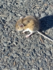 Peromyscus leucopus