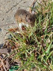 Peromyscus leucopus