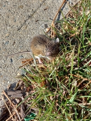 Peromyscus leucopus