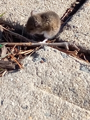 Peromyscus leucopus