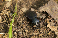 Carabus