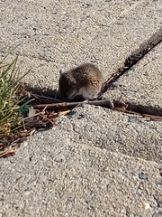 Peromyscus leucopus