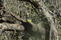 Cyanistes teneriffae