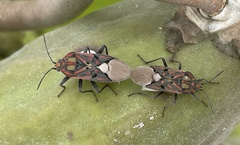 Spilostethus pandurus elegans