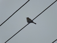 Phylloscopus collybita