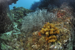 Macrorhynchia philippina