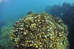 Cirrhitichthys oxycephalus