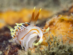 Phidiana militaris