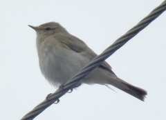 Phylloscopus collybita