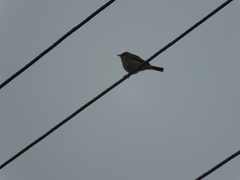 Phylloscopus collybita