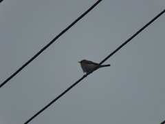 Phylloscopus collybita