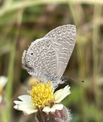 Lepidoptera