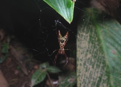 Micrathena sexspinosa