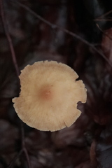 Gymnopilus penetrans