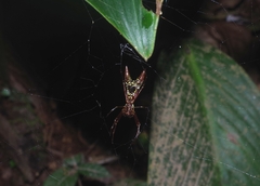 Micrathena sexspinosa