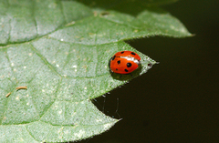 Coccinella undecimpunctata
