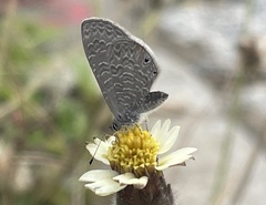 Lepidoptera