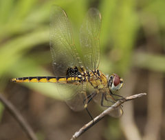 Urothemis edwardsii