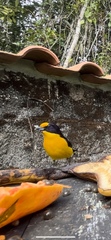 Euphonia violacea