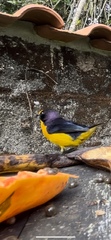 Euphonia violacea