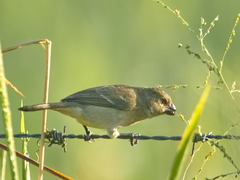 Sporophila nigricollis