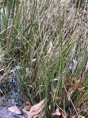 Juncus roemerianus