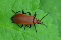 Pyrochroa serraticornis