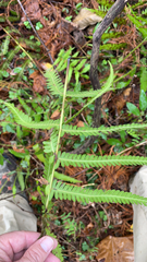 Pelazoneuron kunthii