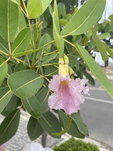 Tabebuia heterophylla