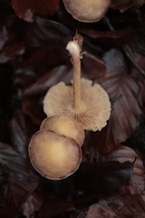 Gymnopilus penetrans