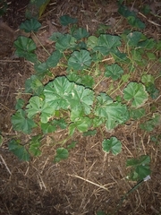 Malva sylvestris
