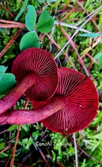 Cortinarius sanguineus