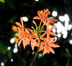 Epidendrum cinnabarinum