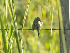 Sporophila nigricollis