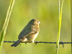 Sporophila nigricollis