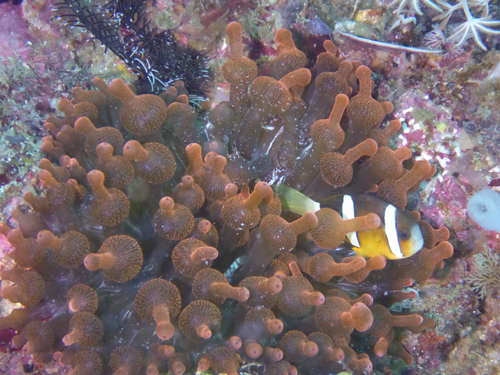 Bubble-tip Anemone, photo 5 of 10