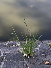 Phalaris canariensis