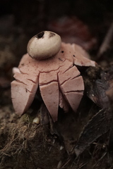 Geastrum rufescens