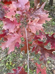 Quercus shumardii