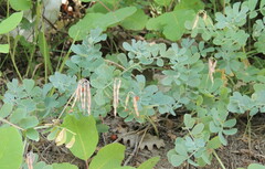 Coronilla coronata
