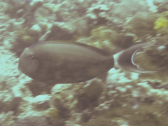 Acanthurus nigricauda
