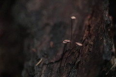 Paragymnopus perforans