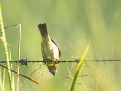 Sporophila nigricollis
