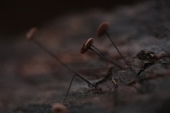 Paragymnopus perforans