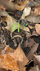 Floerkea proserpinacoides